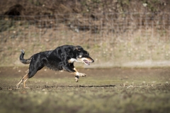 J d'or les blues des alpages