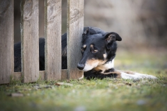 J d'or les blues des alpages