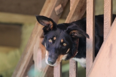 J d'or les blues des alpages