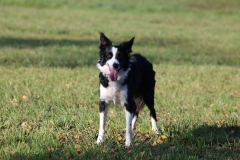 Inola vom Preussischhof