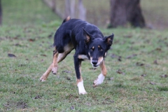 J d'or les blues des alpages