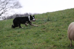 Inola vom Preussischhof