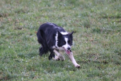 Inola vom Preussischhof